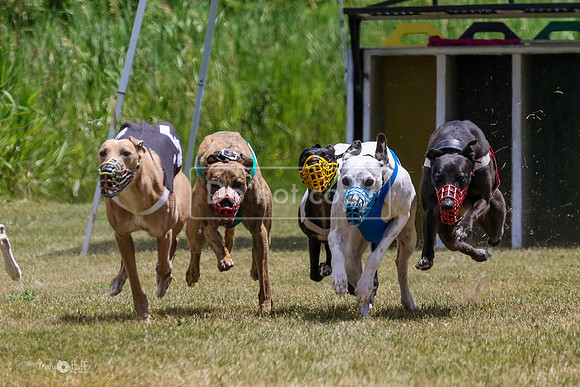 MCH72470 Bean, Sprout, Hero, Stoke, Danno, Shelby