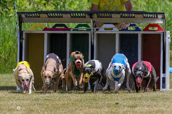 MCH72466 Bean, Sprout, Hero, Stoke, Danno, Shelby