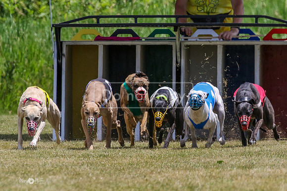 MCH72468 Bean, Sprout, Hero, Stoke, Danno, Shelby