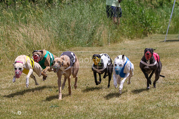 MCH72474 Bean, Sprout, Hero, Stoke, Danno, Shelby
