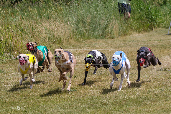 MCH72475 Bean, Sprout, Hero, Stoke, Danno, Shelby
