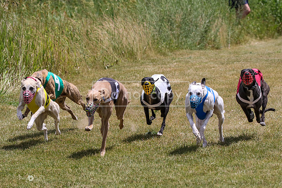 MCH72476 Bean, Sprout, Hero, Stoke, Danno, Shelby