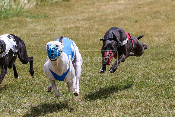 MCH72478 Bean, Sprout, Hero, Stoke, Danno, Shelby