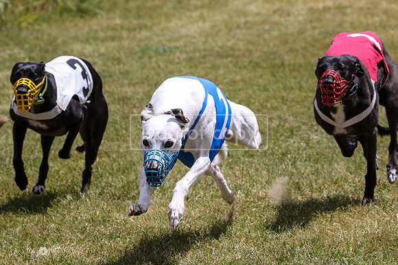 MCH72479 Bean, Sprout, Hero, Stoke, Danno, Shelby