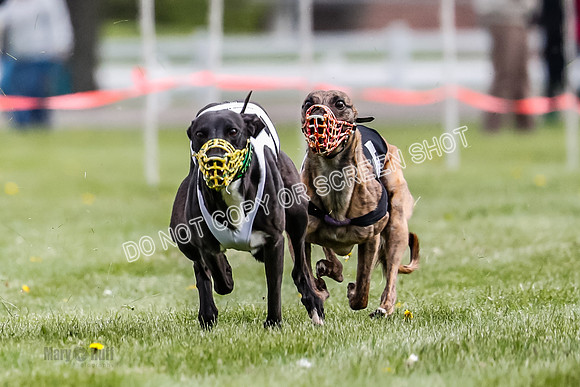 WRA, Prg 1, Race 11, Entei Watson Chernobog Dusty Snacks Riggs-8446