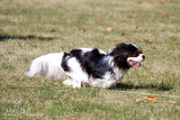 Cavalier's