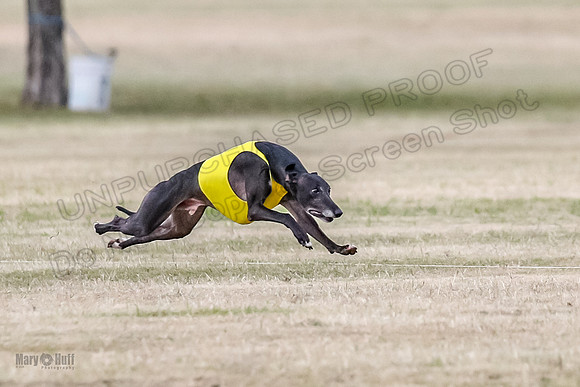 1Prelim Open 2 Shine Maverick Steel-2956