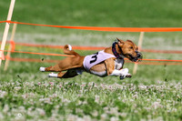 Basenji