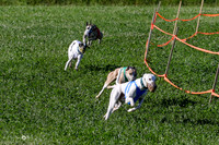 MCH74017 Penny Loma, Gherkin, Briony, Gossip