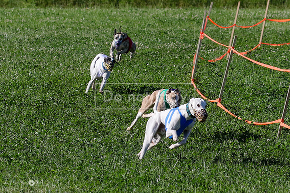 MCH74017 Penny Loma, Gherkin, Briony, Gossip