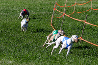 MCH74018 Penny Loma, Gherkin, Briony, Gossip