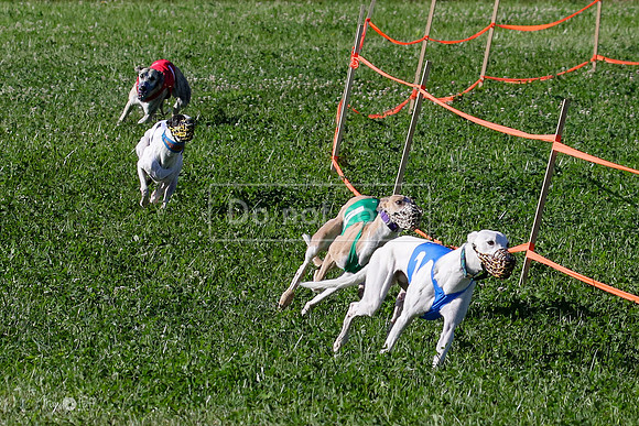 MCH74018 Penny Loma, Gherkin, Briony, Gossip