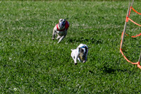 MCH74019-2 Penny Loma, Gherkin, Briony, Gossip
