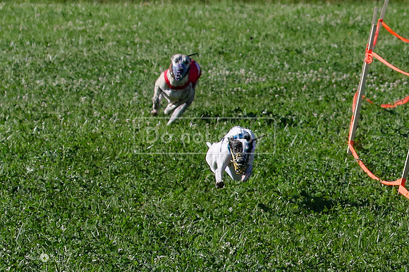MCH74019-2 Penny Loma, Gherkin, Briony, Gossip