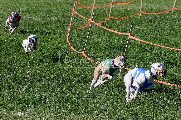 MCH74019 Penny Loma, Gherkin, Briony, Gossip