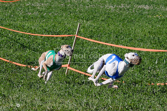 MCH74021 Penny Loma, Gherkin, Briony, Gossip