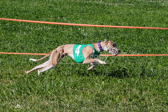 MCH74022 Penny Loma, Gherkin, Briony, Gossip