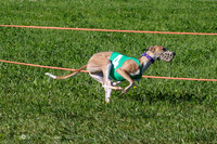 MCH74024 Penny Loma, Gherkin, Briony, Gossip