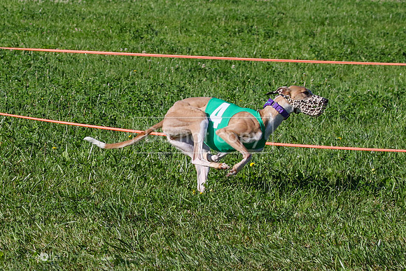 MCH74024 Penny Loma, Gherkin, Briony, Gossip