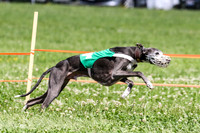 MCH74292  Gracy, Penny Loma, Remy, Sirius