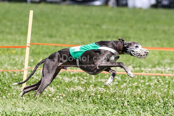MCH74292  Gracy, Penny Loma, Remy, Sirius