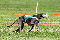 MCH74289  Gracy, Penny Loma, Remy, Sirius