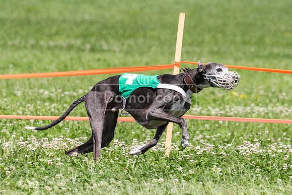 MCH74289  Gracy, Penny Loma, Remy, Sirius