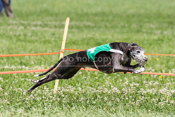MCH74287 Gracy, Penny Loma, Remy, Sirius