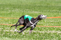 MCH74288  Gracy, Penny Loma, Remy, Sirius