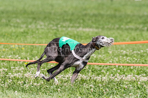 MCH74288  Gracy, Penny Loma, Remy, Sirius