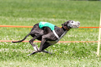 MCH74291  Gracy, Penny Loma, Remy, Sirius