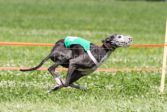 MCH74291  Gracy, Penny Loma, Remy, Sirius