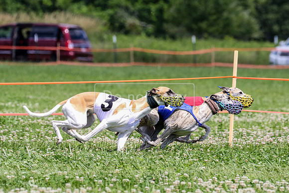 MCH74294  Gracy, Penny Loma, Remy, Sirius