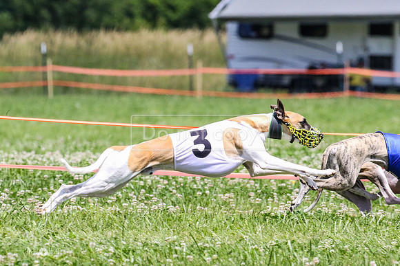 MCH74297  Gracy, Penny Loma, Remy, Sirius