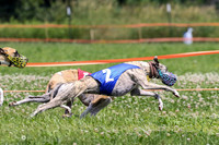 MCH74299  Gracy, Penny Loma, Remy, Sirius