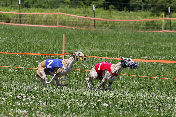 MCH74374 Penny Loma, Gracy, Remy