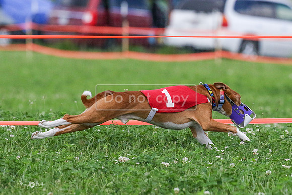 MCH73516