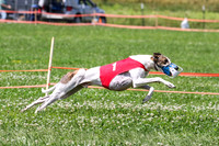 Greyhound