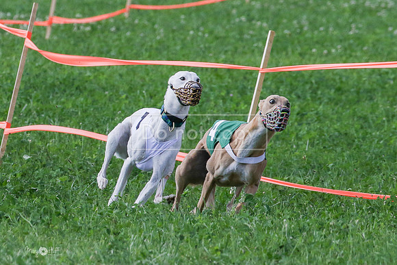 MCH73155 Shea, Shelby, Gherkin, Danno