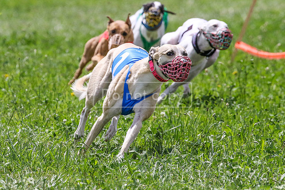 MCH73425 Jiji, Shelby, Shea, Briony