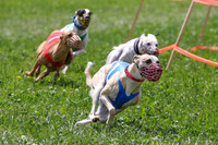 MCH73426 Jiji, Shelby, Shea, Briony
