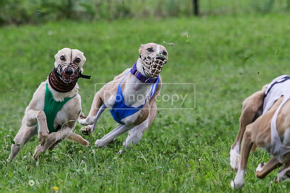 MCH73433 Penny Loma, Gossip, Kaze, Chatter