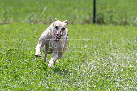 MCH73452 Penny Loma, Gossip, Kaze, Chatter
