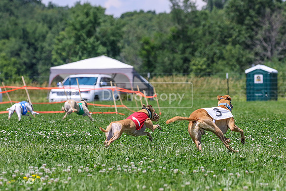 MCH73723  Cheeky, Shea, Tedder, Chatter