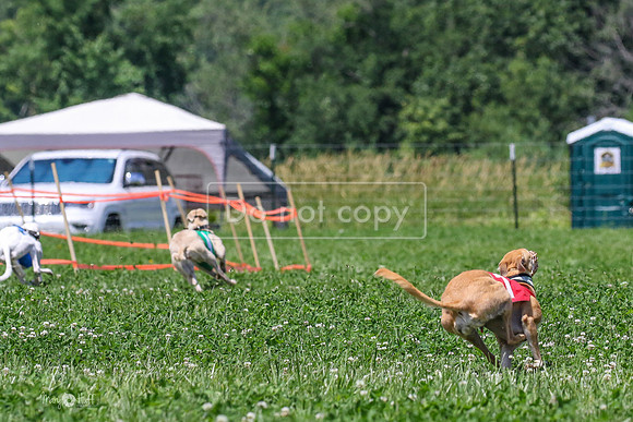 MCH73724  Cheeky, Shea, Tedder, Chatter
