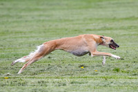 Cat Test 2-0661