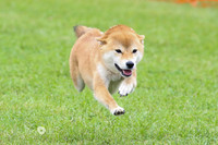MCH76257