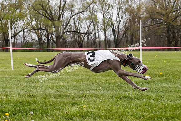 WRA, Prg 4, Race and 7, Voodoo Snacks Java Savvy Entei Henry-9390