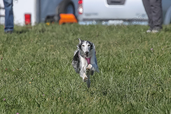 2 Finals Fch 1 Foxy Kelso Lizzie-8309