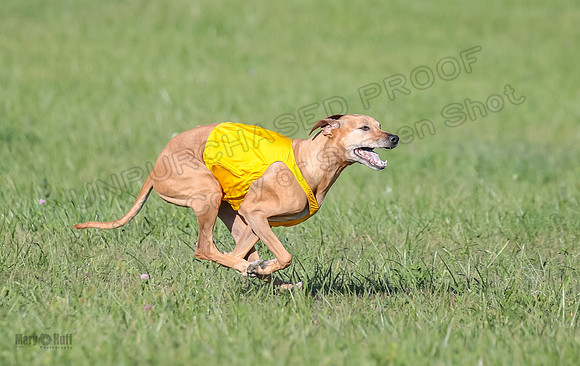 1 Prelims Vet 2 Xena Libby-5324